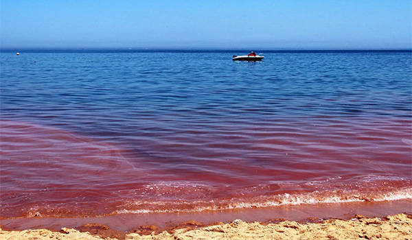 海洋災(zāi)害:赤潮 海洋災(zāi)害:赤潮